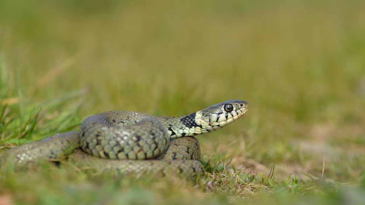 Ce qu’il faut faire quand on découvre un serpent dans son jardin