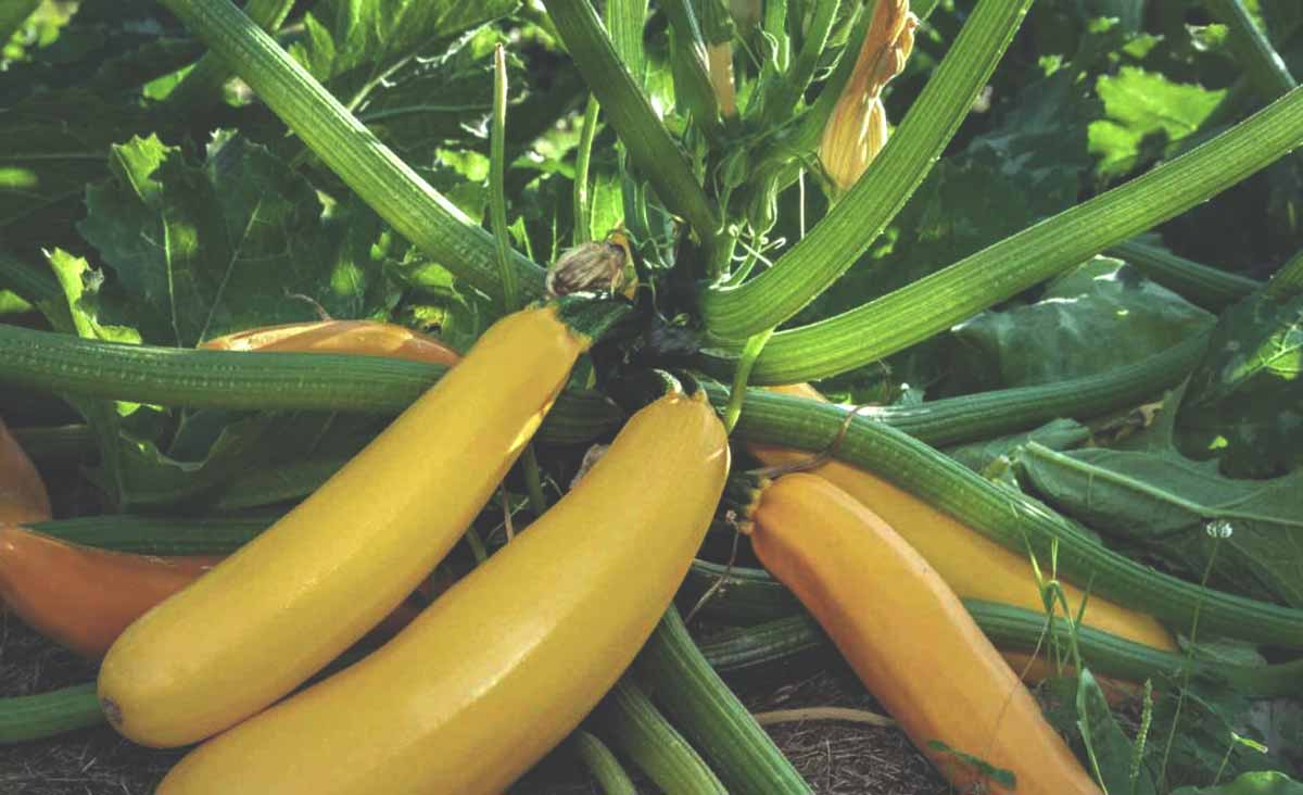 « Un vieux réflexe de maraîcher m’est revenu » : mes courgettes ont envahi tout le potager