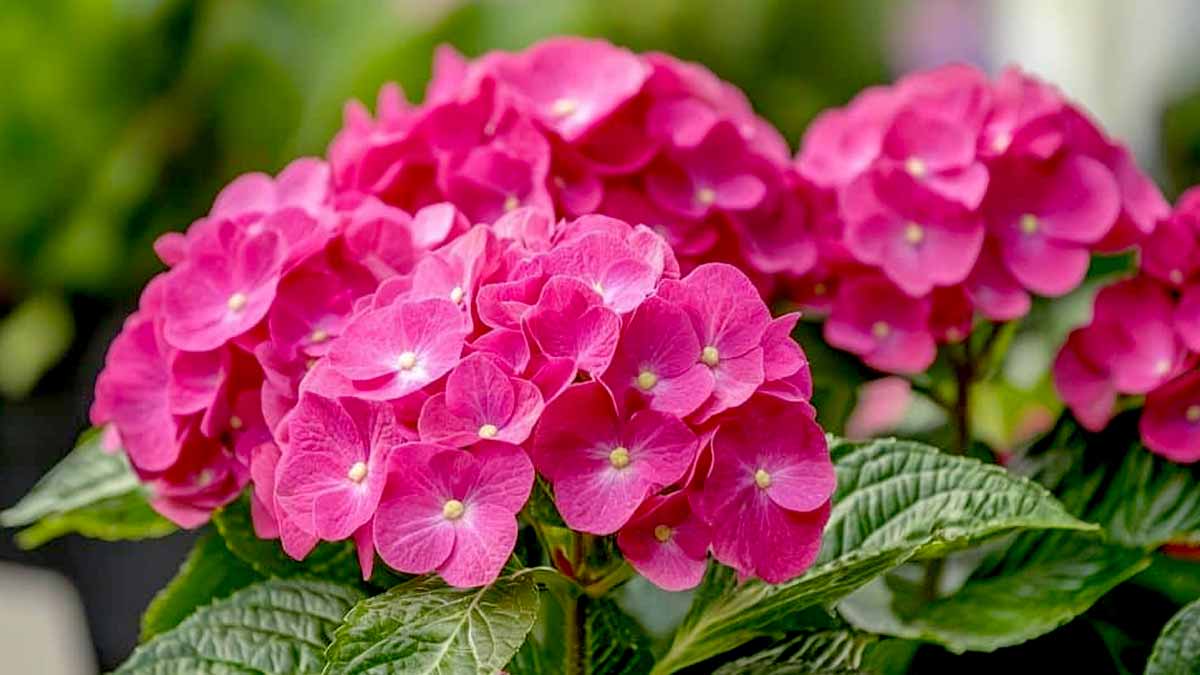 Ce simple geste sur mon laurier-rose fin mai a déclenché une floraison spectaculaire