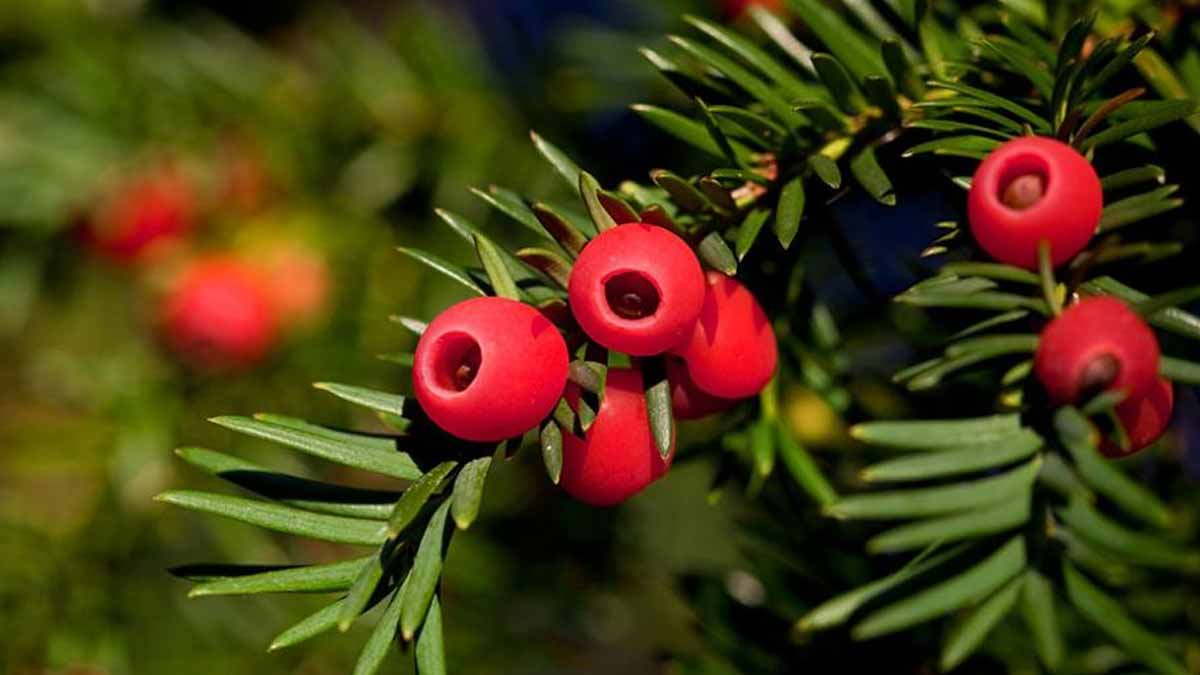 Ces baies rouges dans vos haies d’ifs peuvent être bien plus toxiques qu’il n’y paraît