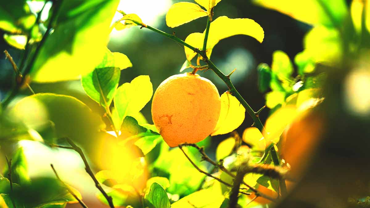 Citronnier  ce qu’il faut mettre à son pied avant fin mai pour une récolte époustouflante cet été
