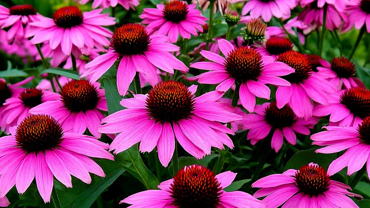 Ne loupez pas la floraison de ces 5 vivaces en mai : elles illumineront votre jardin chaque année