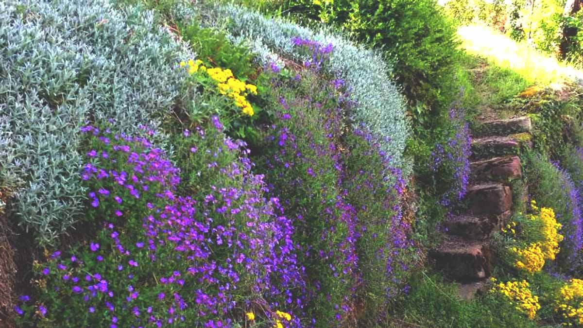 Campanule des murs