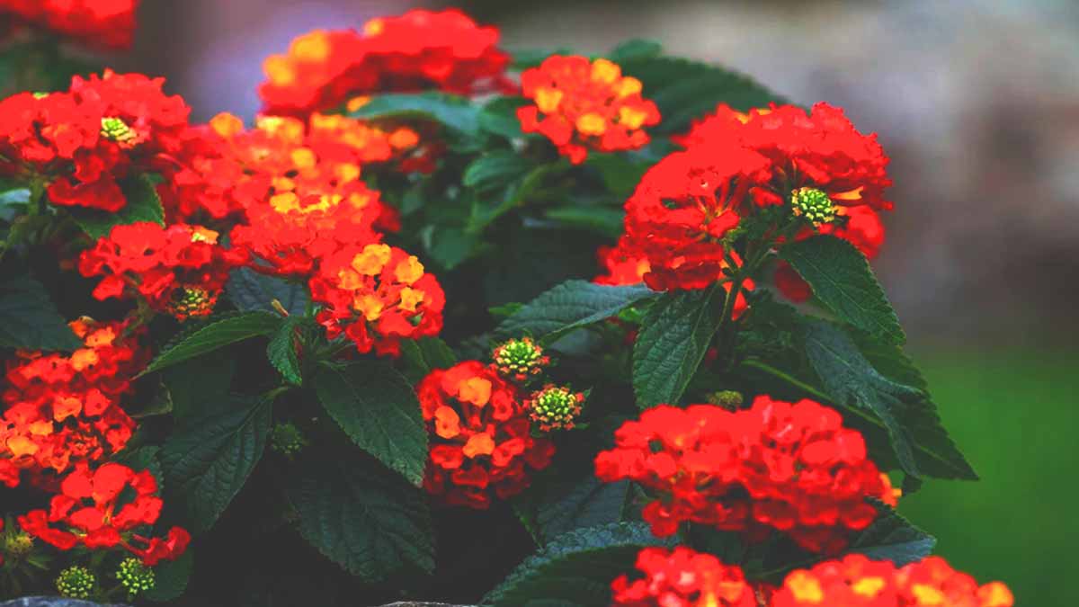 Il fleurit de mai à septembre, résiste aux bourrasques et embellit balcon ou terrasse sans faiblir