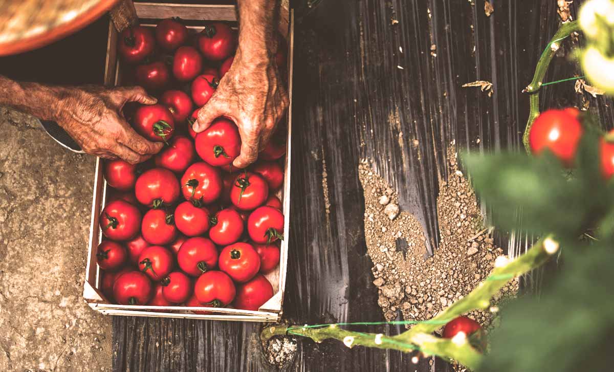 Oubliez l’ortie : ce purin miraculeux tombé dans l’oubli sauve vos tomates du mildiou traitement naturel