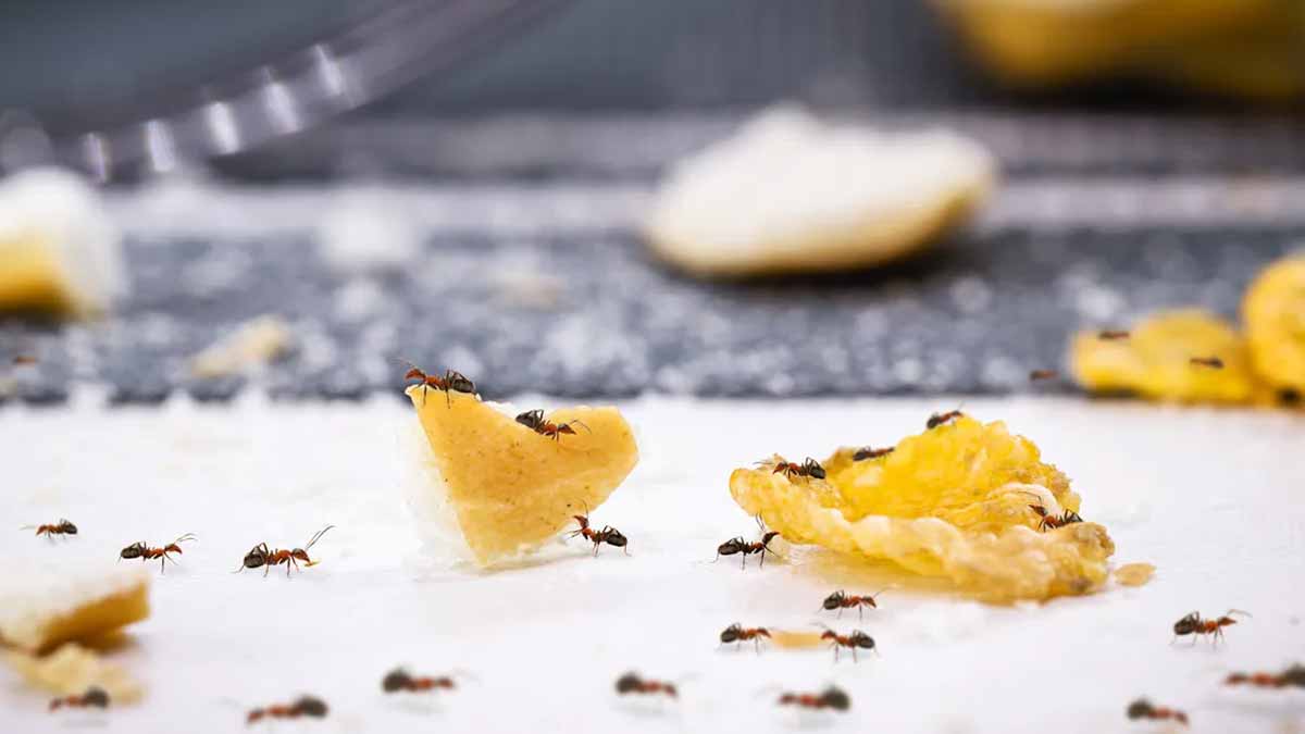 Cet ingrédient de cuisine est un répulsif miraculeux, il élimine à la fois les mouches et fourmis