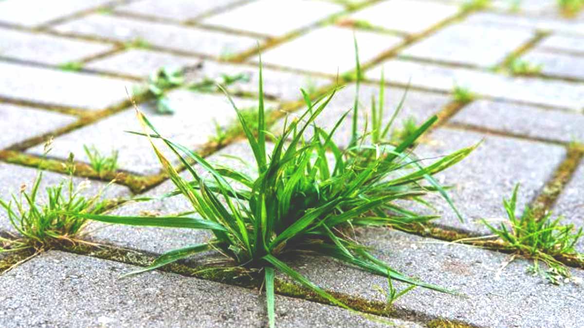 Cet accessoire à moins d’1 euro chez Action élimine les mauvaises herbes entre les dalles en quelques minutes