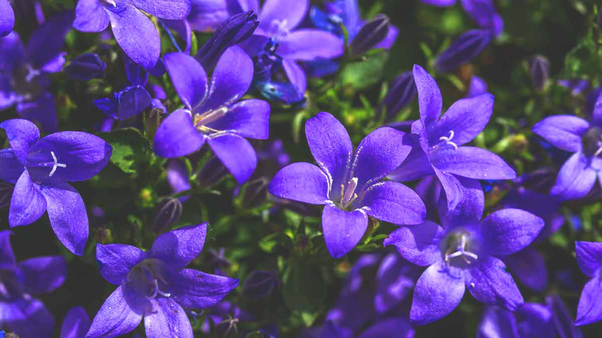 Évitez cette plante chez vous : les fleurs sont magnifiques mais attirent toutes les mouches