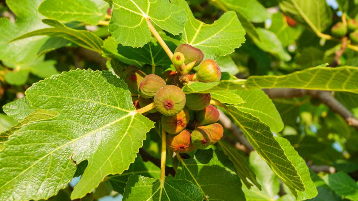 Pourquoi vous devez planter un figuier dans votre potager