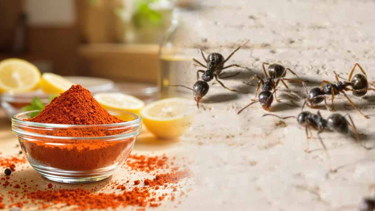 Cette poudre adorée en cuisine agit comme un répulsif naturel contre les fourmis et les mouches