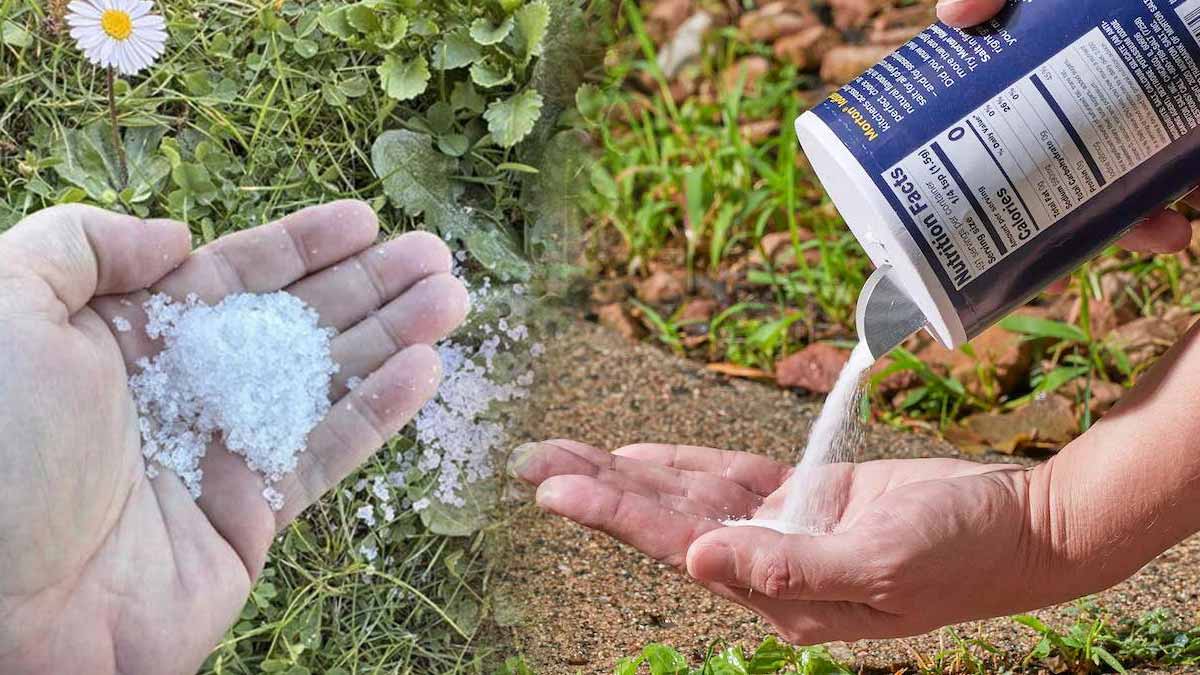 Jardin  Ma recette pour fabriquer un désherbant ultra puissant avec du sel et hyper économique