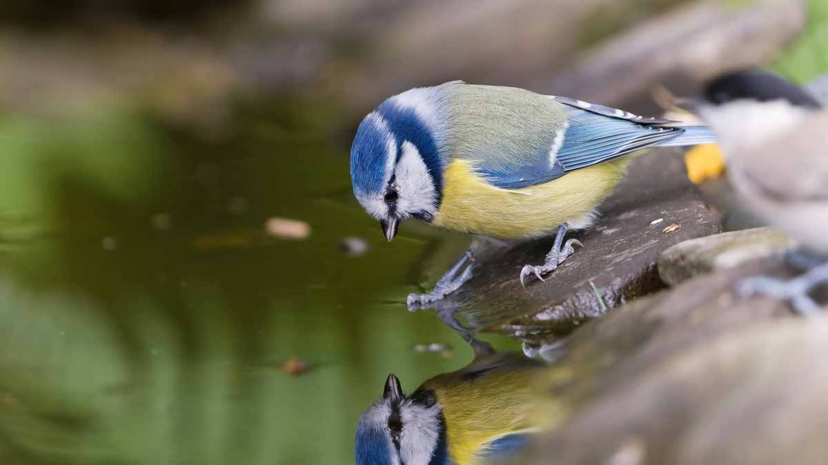 Une pièce de 1 centime dans un bain d’oiseaux  le geste méconnu qui sauve des vies en été