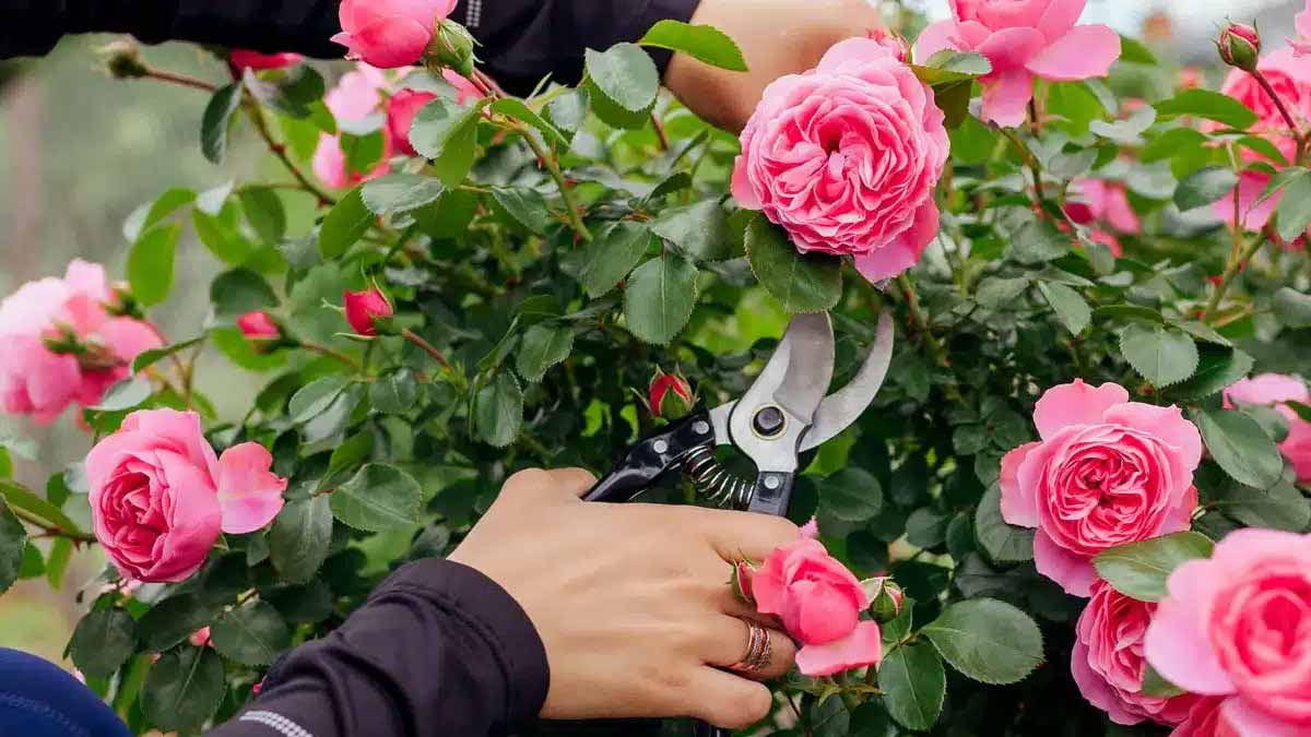 Juin, le mois crucial pour vos rosiers : si vous ne faites pas ça au jardin, vous risquez de tout perdre